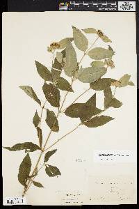 Pycnanthemum incanum image