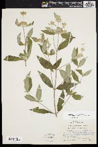 Pycnanthemum incanum image