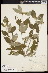 Pycnanthemum incanum image