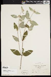 Pycnanthemum incanum image