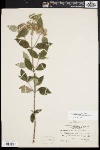 Pycnanthemum incanum image