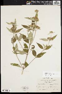 Pycnanthemum incanum image