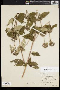 Pycnanthemum incanum image