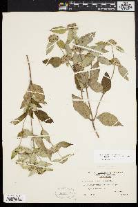 Pycnanthemum incanum image