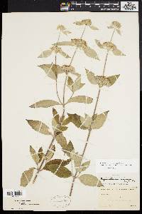 Pycnanthemum incanum image