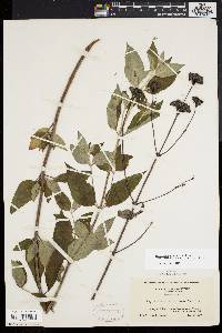 Pycnanthemum incanum image