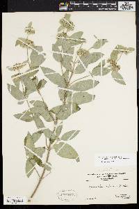 Pycnanthemum incanum image