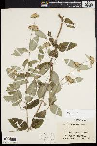 Pycnanthemum incanum image