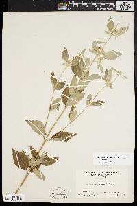 Pycnanthemum incanum image