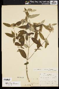 Pycnanthemum incanum image