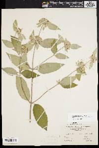 Pycnanthemum incanum image