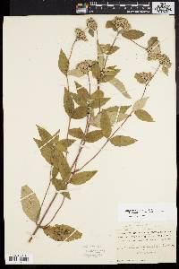 Pycnanthemum incanum image