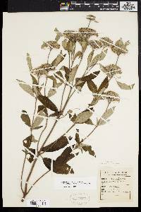 Pycnanthemum incanum image