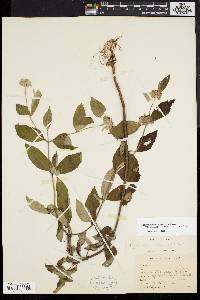 Pycnanthemum incanum image