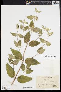 Pycnanthemum incanum image