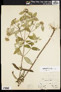 Pycnanthemum incanum image