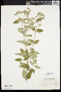 Pycnanthemum incanum image