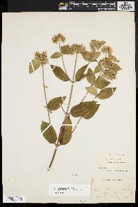 Pycnanthemum incanum image