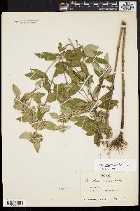 Pycnanthemum incanum image