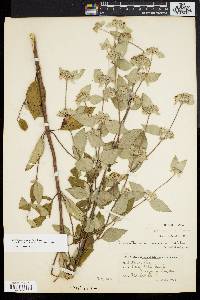 Pycnanthemum incanum image