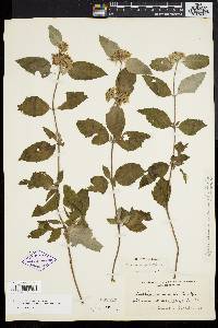 Pycnanthemum incanum image