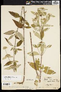 Pycnanthemum incanum image