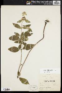 Pycnanthemum incanum image