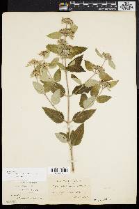 Pycnanthemum incanum image