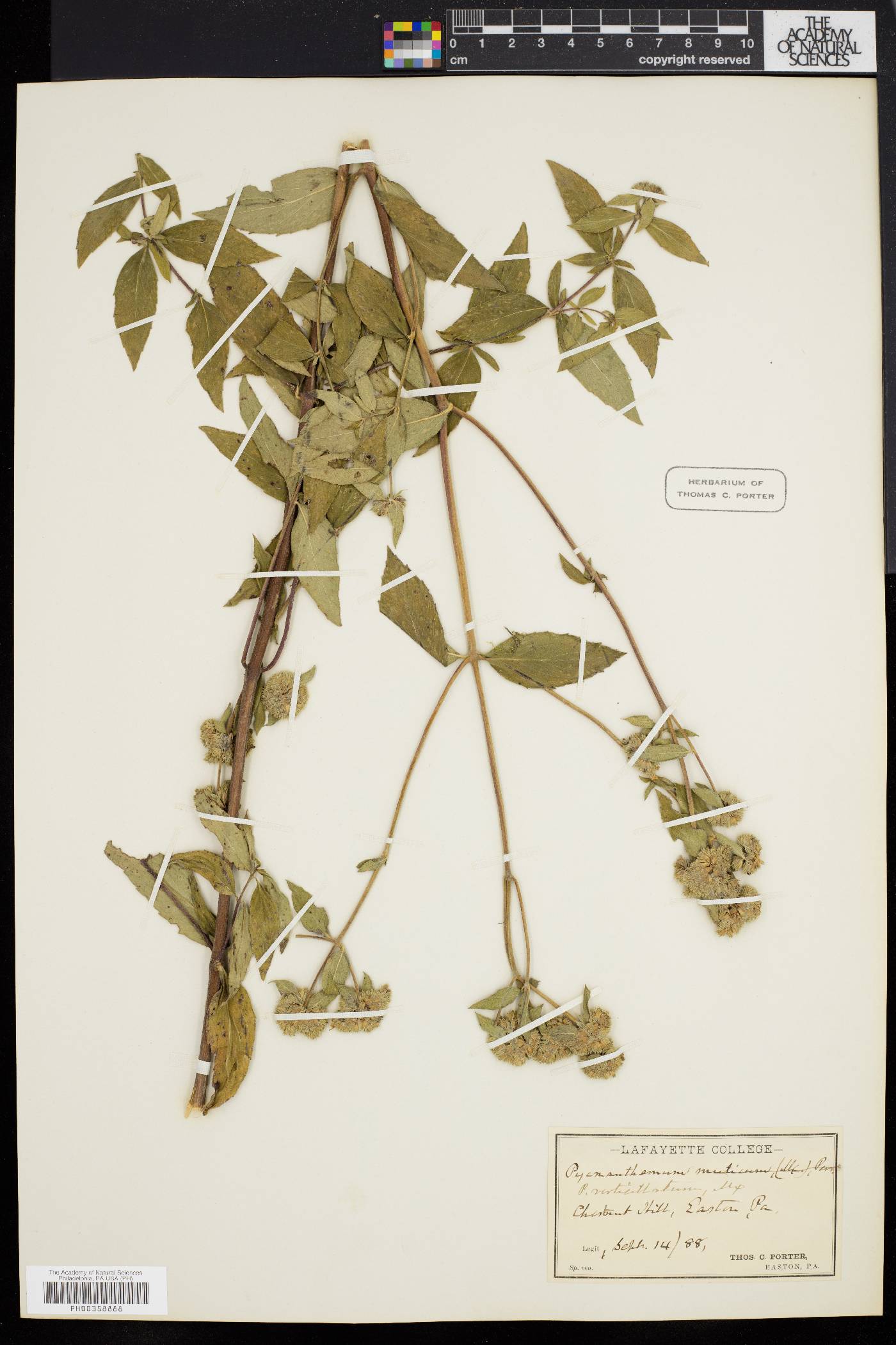 Pycnanthemum muticum image