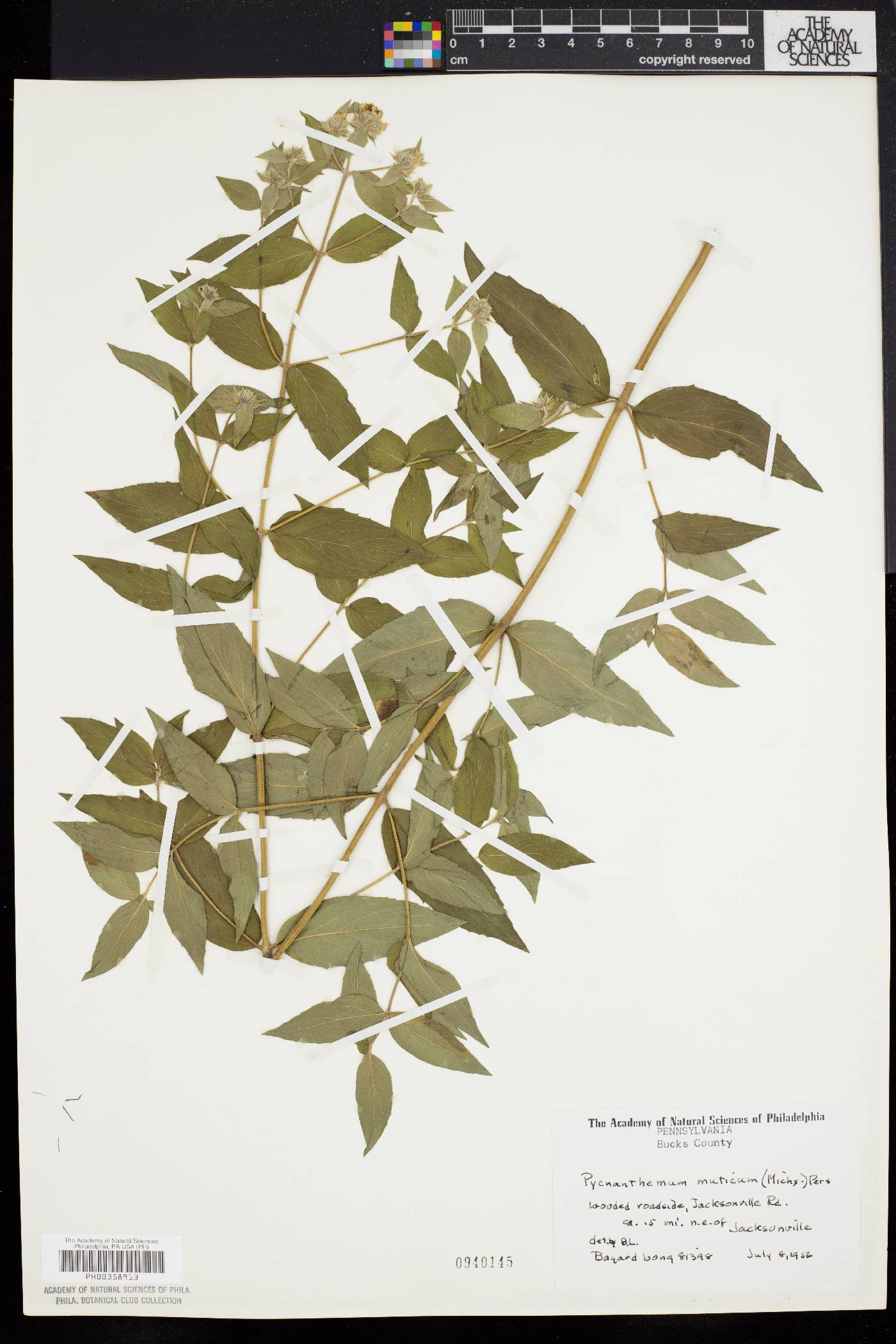 Pycnanthemum muticum image