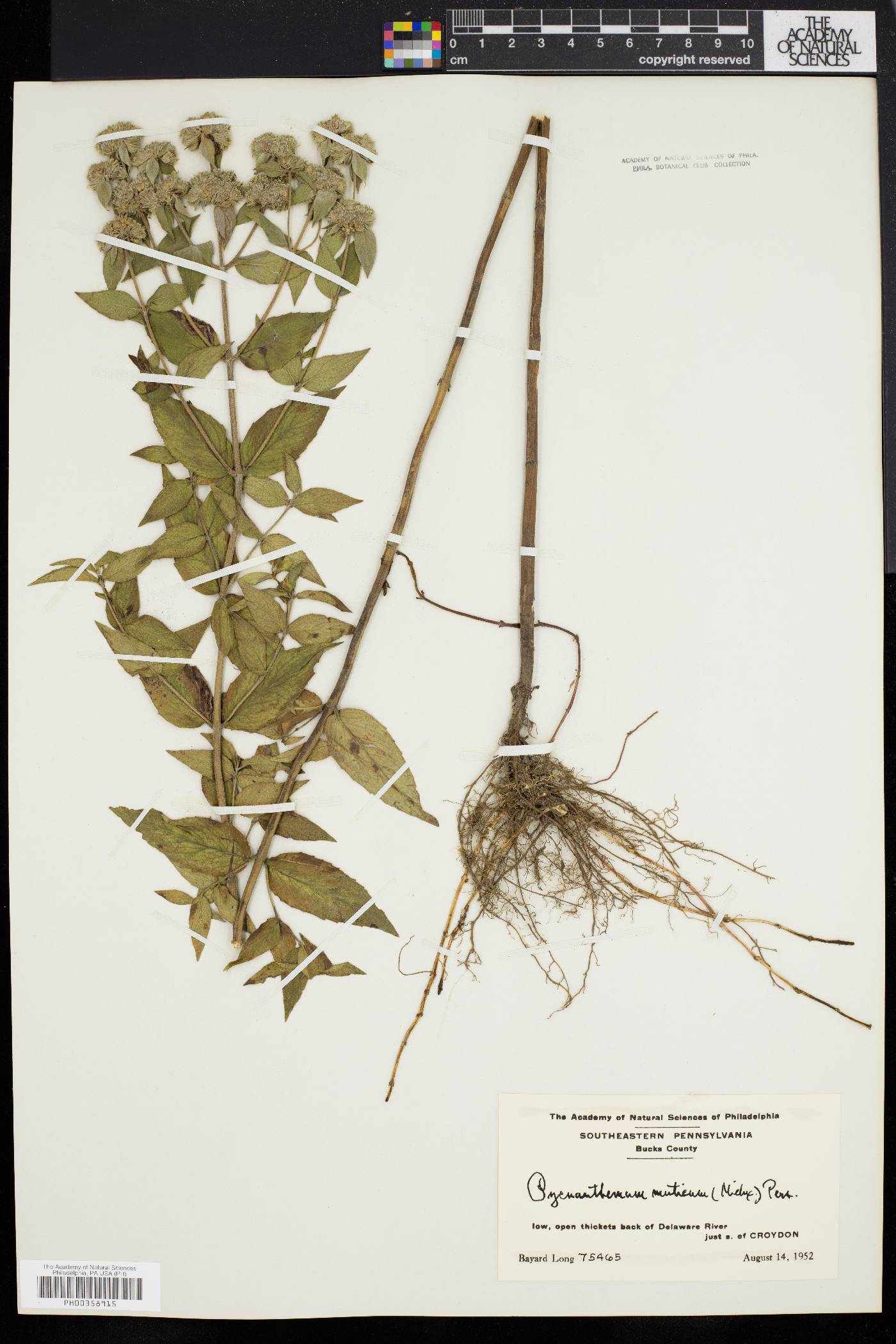 Pycnanthemum muticum image