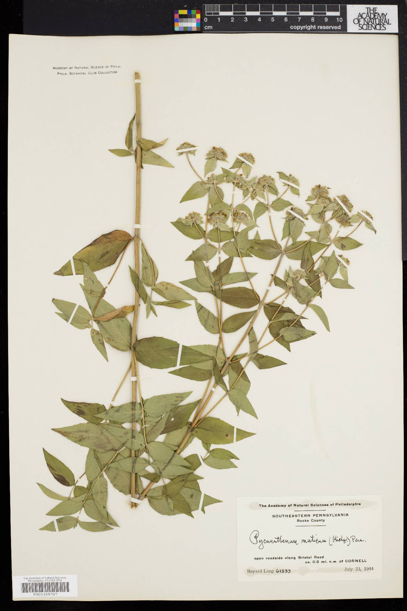 Pycnanthemum muticum image