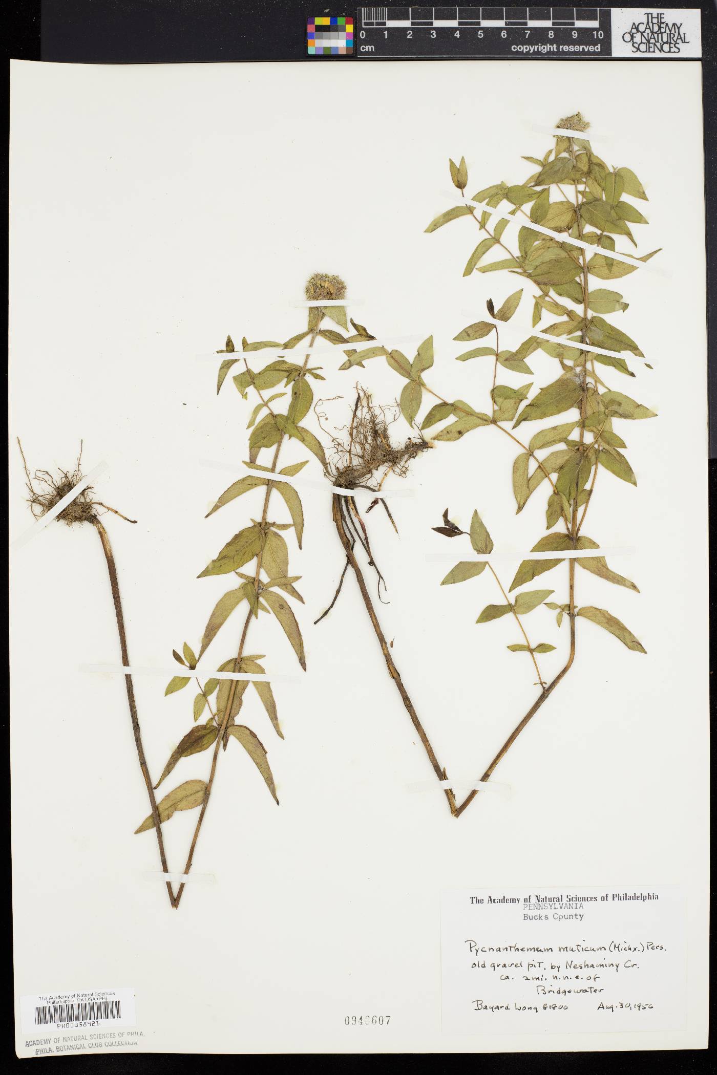 Pycnanthemum muticum image