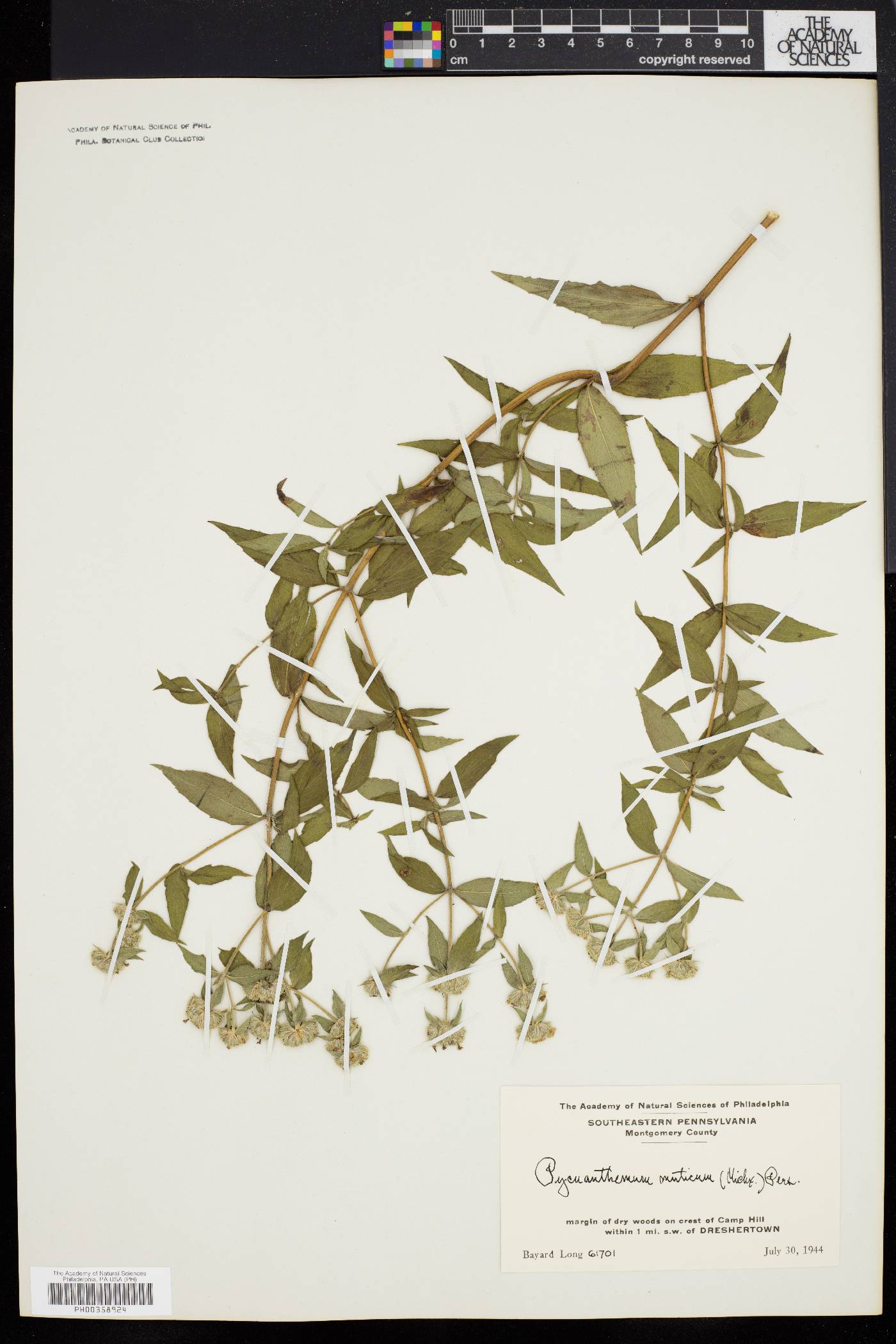 Pycnanthemum muticum image