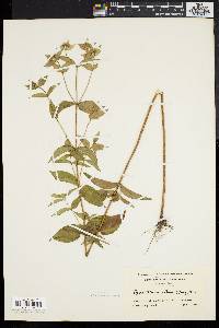 Pycnanthemum muticum image