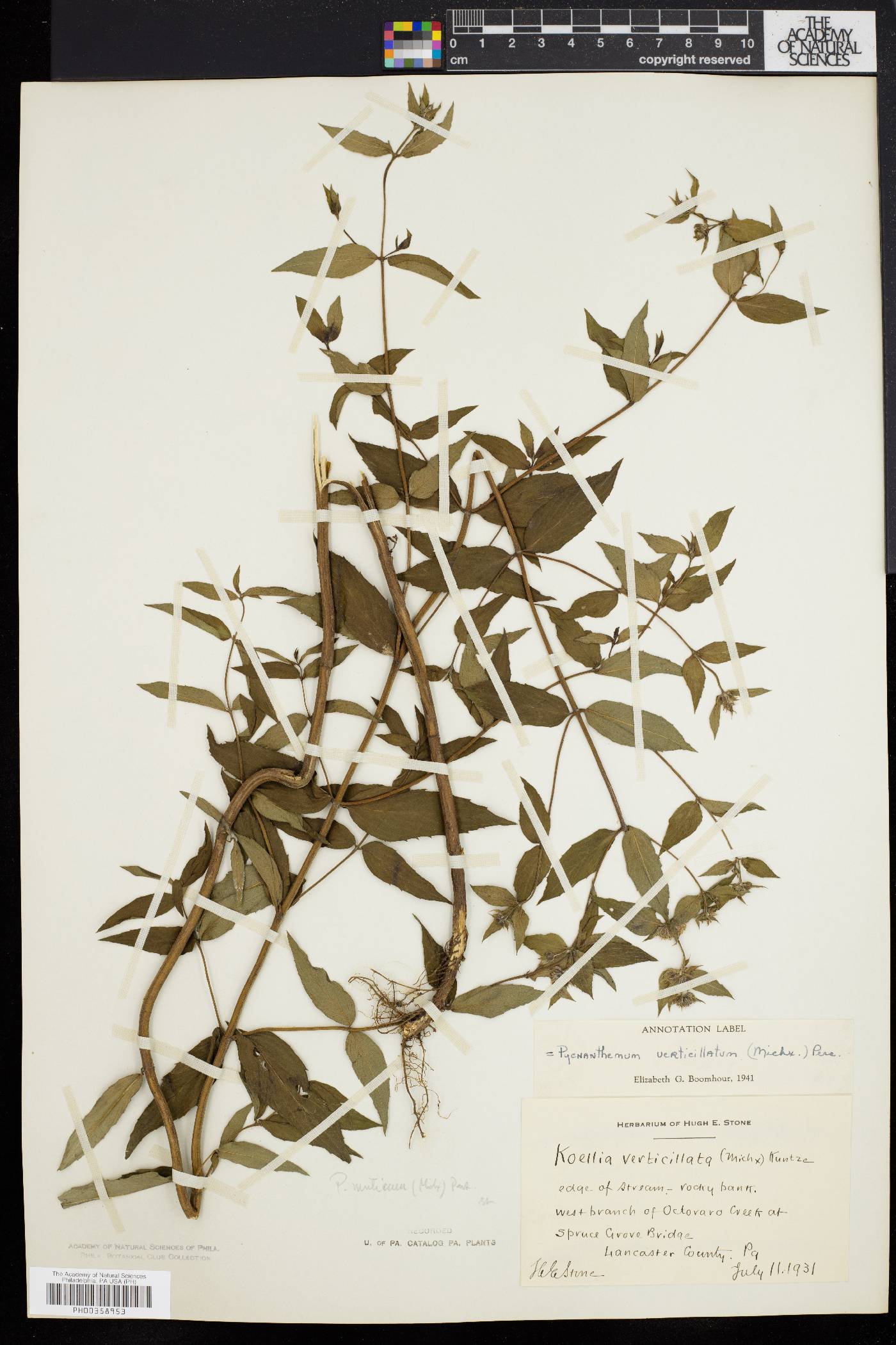 Pycnanthemum muticum image