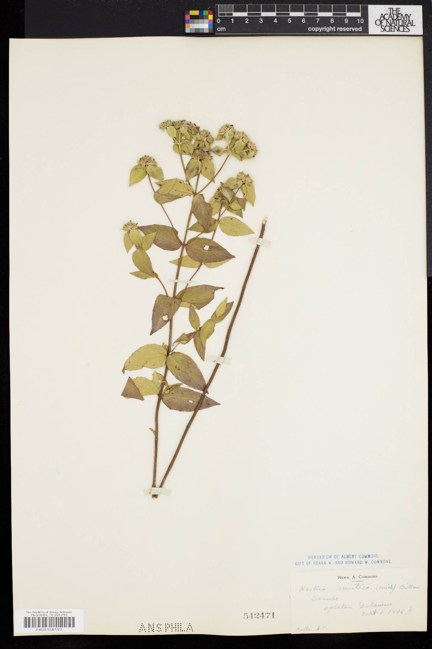 Pycnanthemum muticum image