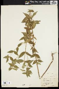 Pycnanthemum muticum image