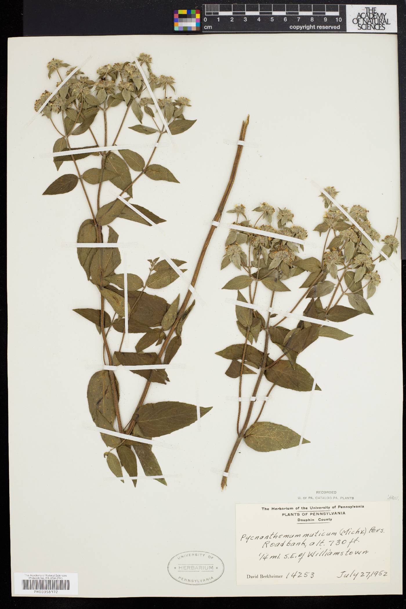 Pycnanthemum muticum image