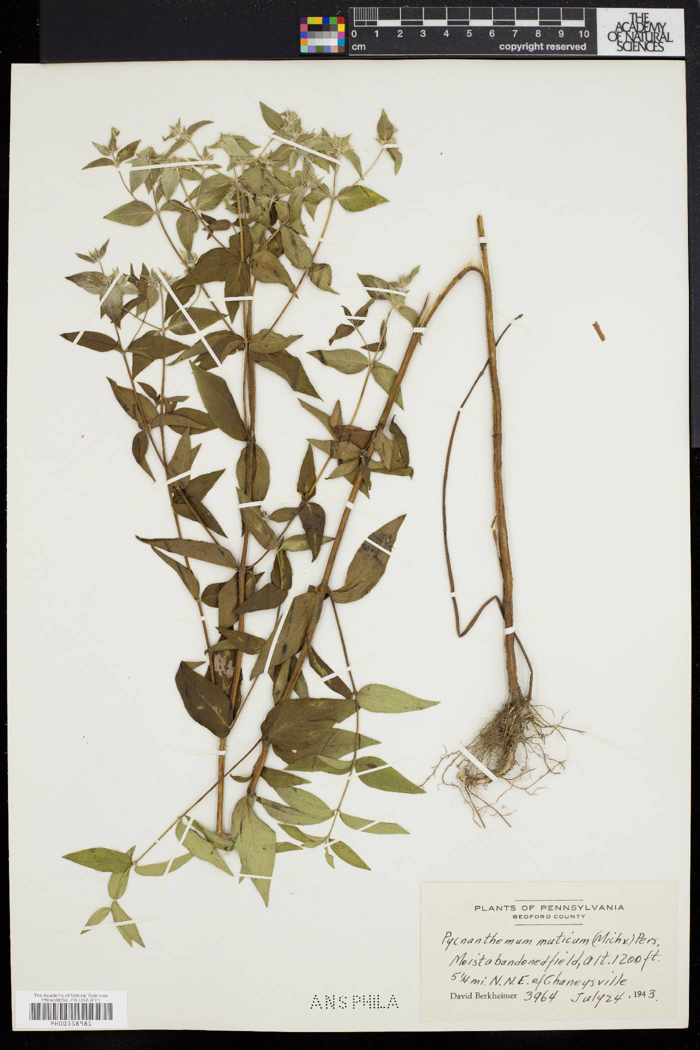 Pycnanthemum muticum image