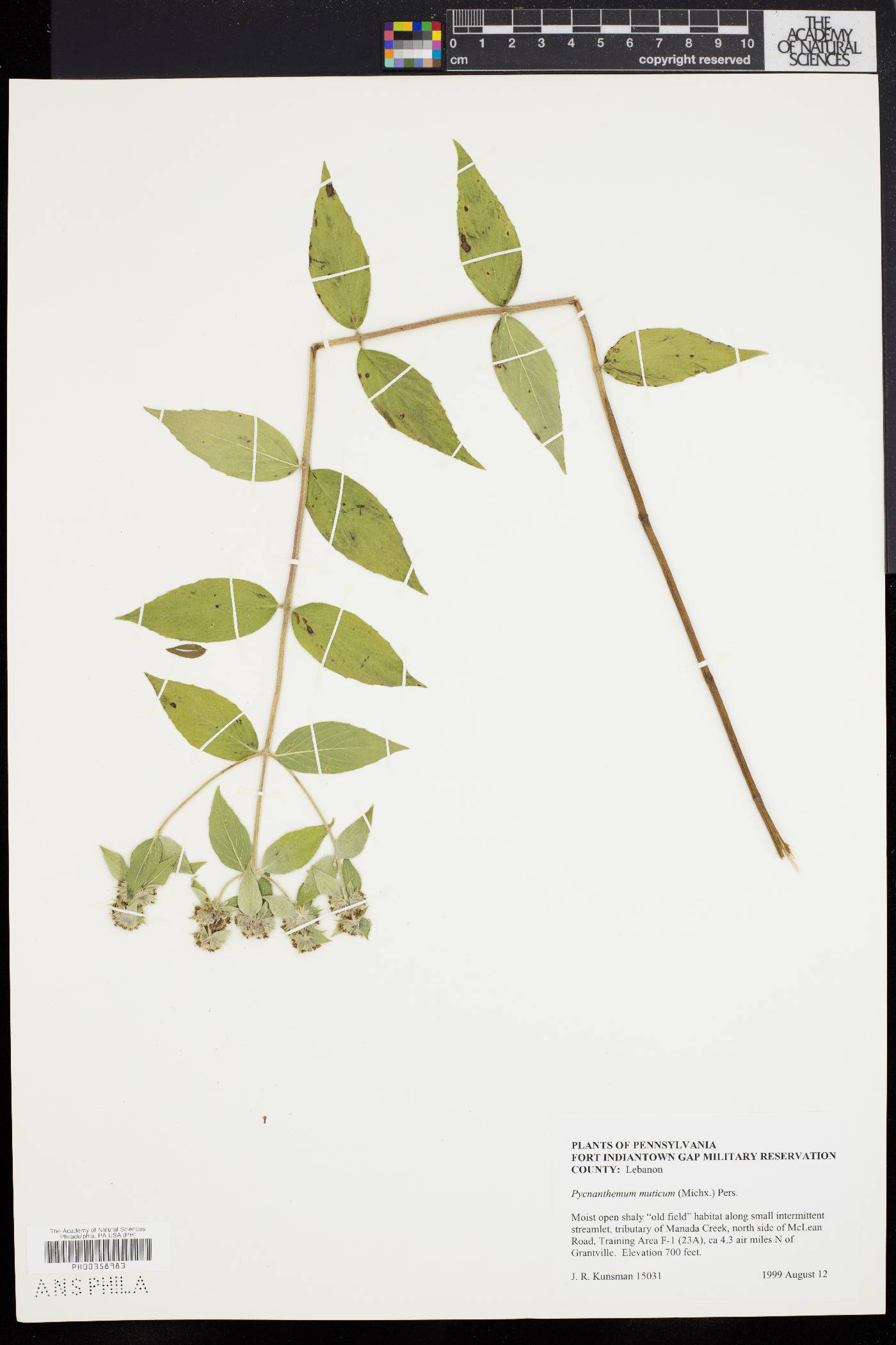 Pycnanthemum muticum image