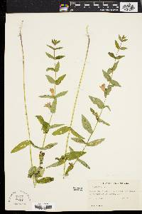 Scutellaria galericulata image