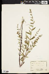 Scutellaria galericulata image