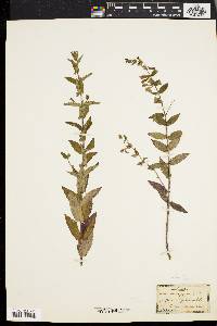 Scutellaria galericulata image