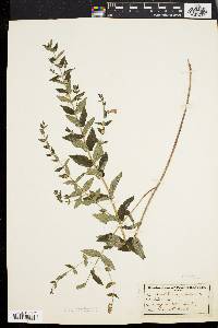 Scutellaria galericulata image