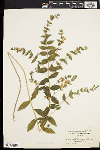 Scutellaria galericulata image