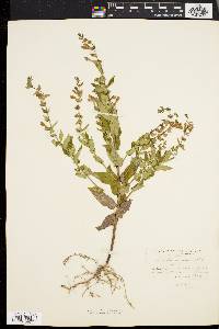 Scutellaria galericulata image