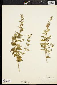 Scutellaria galericulata image