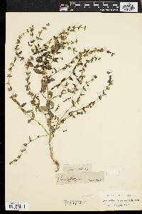 Scutellaria galericulata image