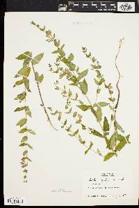 Scutellaria galericulata image